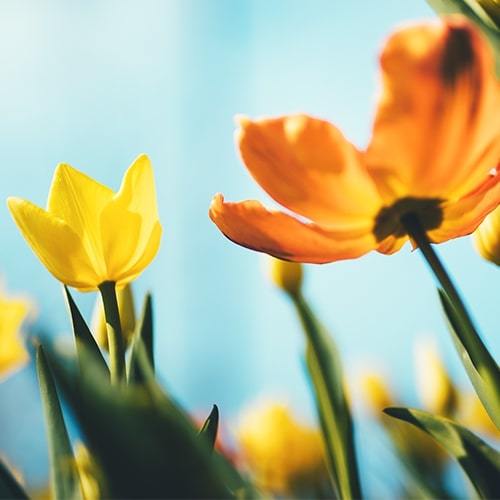 Don't forget about your face this spring