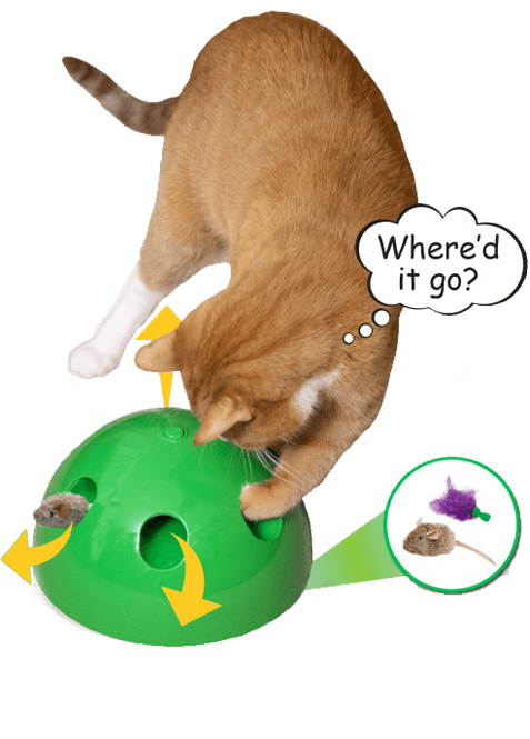cat playing with toy