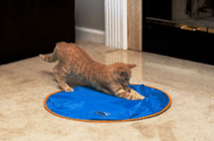 kitty playing on kitchen floor