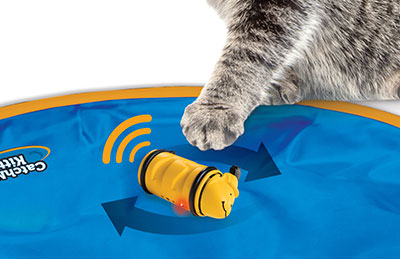 kitty playing