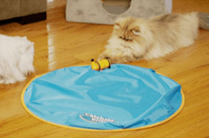 cat waiting for mouse to move